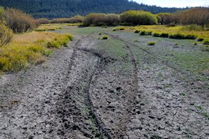 Motocycle tracks in wetlands in Van Norden meadow 9-16-12