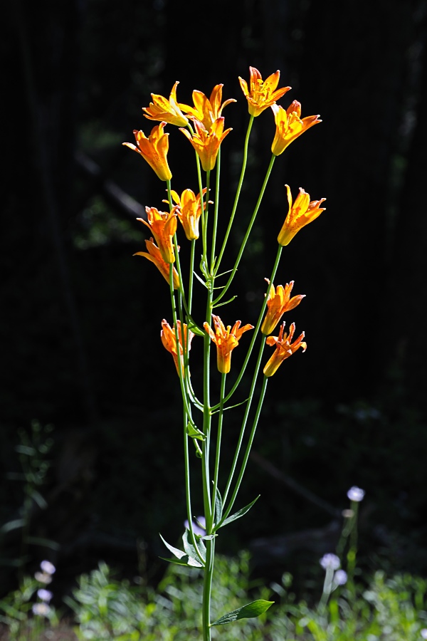 Tiger Lilies along Little Dipper trail in Royal Gorge ski area-03 8-5-10