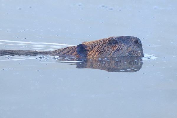 Beaver swimming in Lake Van Norden-74 9-23-14
