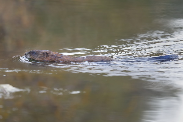 Young beaver swimming in Lake Van Norden-32 9-24-14