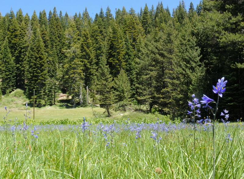 Camas Lilies in meadow along Tiny Tim trail in Royal Gorge area-01 6-13-13